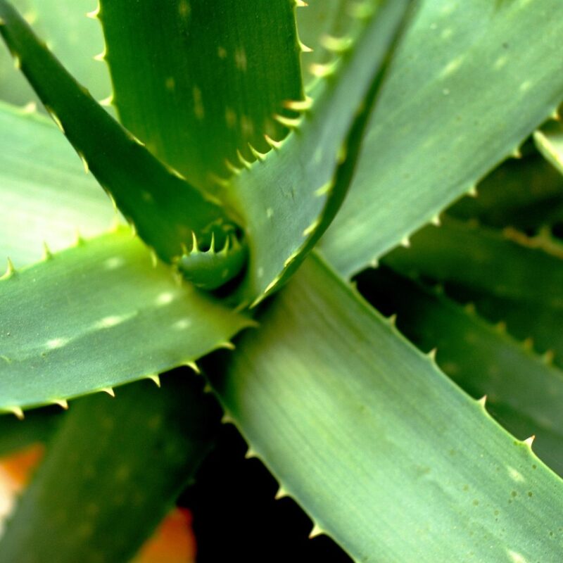 Cómo rejuvenecer el rostro con aloe vera