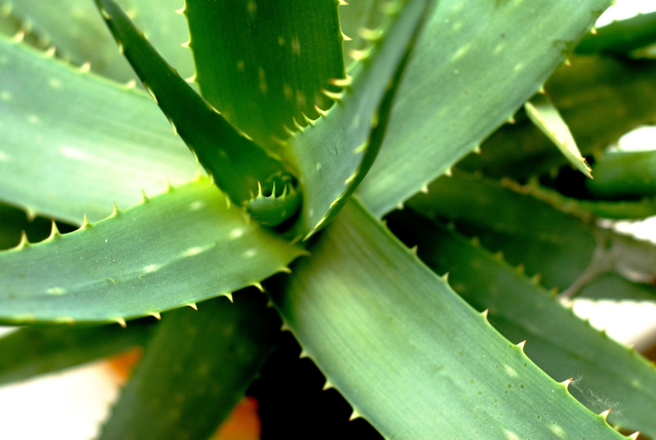 Cómo rejuvenecer el rostro con aloe vera