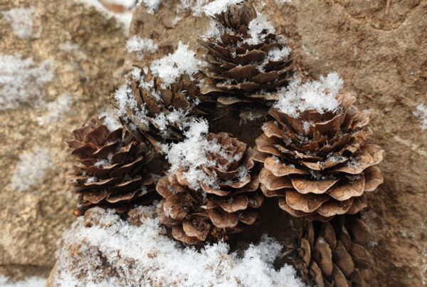 glandula pineal el secreto oculto de nuestra conexion espiritual 1