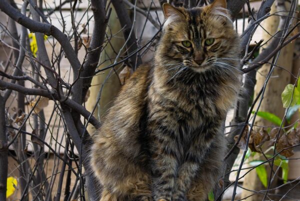 los gatos el animal que armoniza el hogar y el mundo secretos del ronroneo 1 2