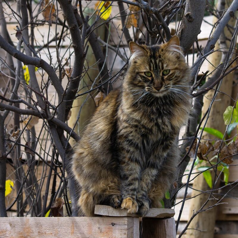 los gatos el animal que armoniza el hogar y el mundo secretos del ronroneo 1 2