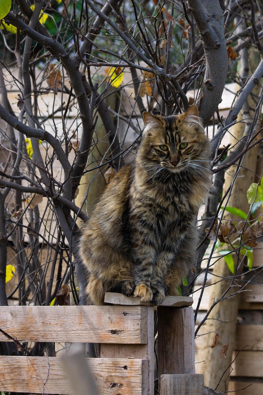 los gatos el animal que armoniza el hogar y el mundo secretos del ronroneo 1 2