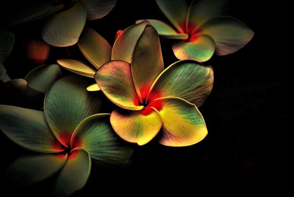 playlist de musica milagrosa para sanar el corazon roto 1