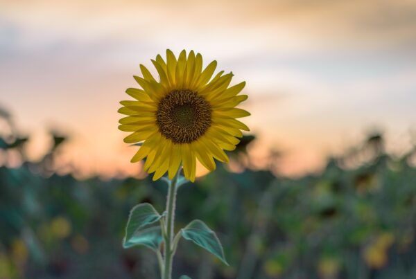 tus pensamientos emociones respiracion comida y entorno afectan tu campo energetico 1