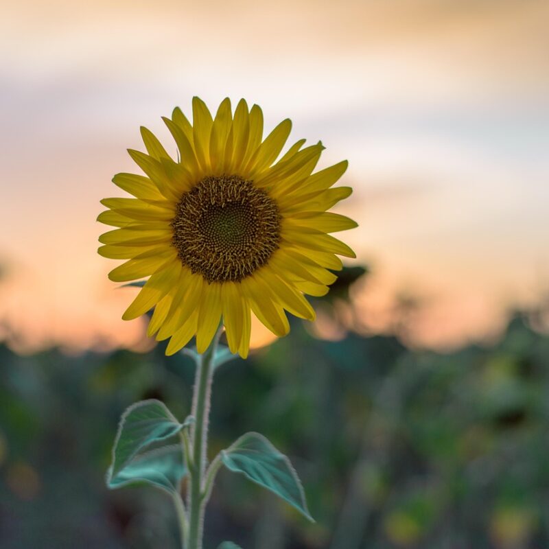 tus pensamientos emociones respiracion comida y entorno afectan tu campo energetico 1