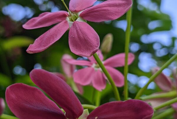 lo mas buscado sanacion con codigos sagrados los numeros que reescriben tu realidad 1