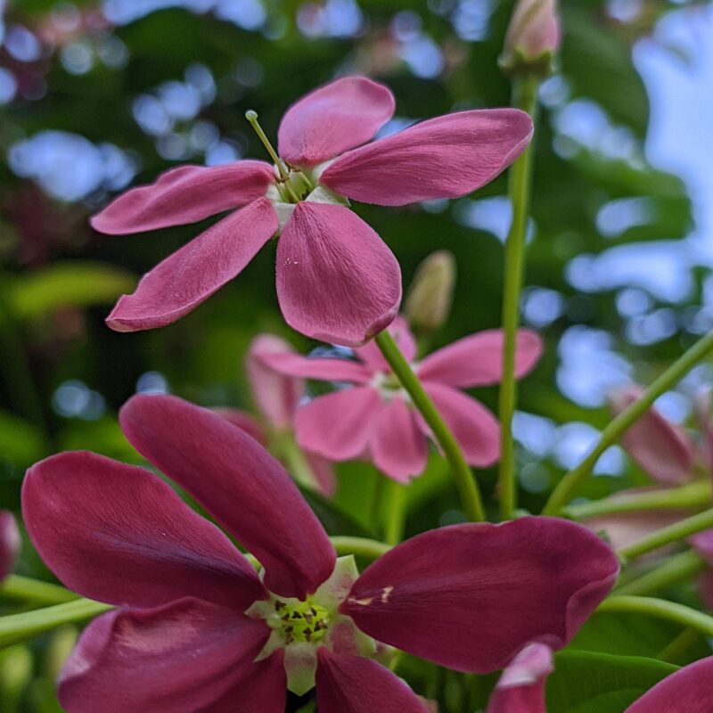 lo mas buscado sanacion con codigos sagrados los numeros que reescriben tu realidad 1