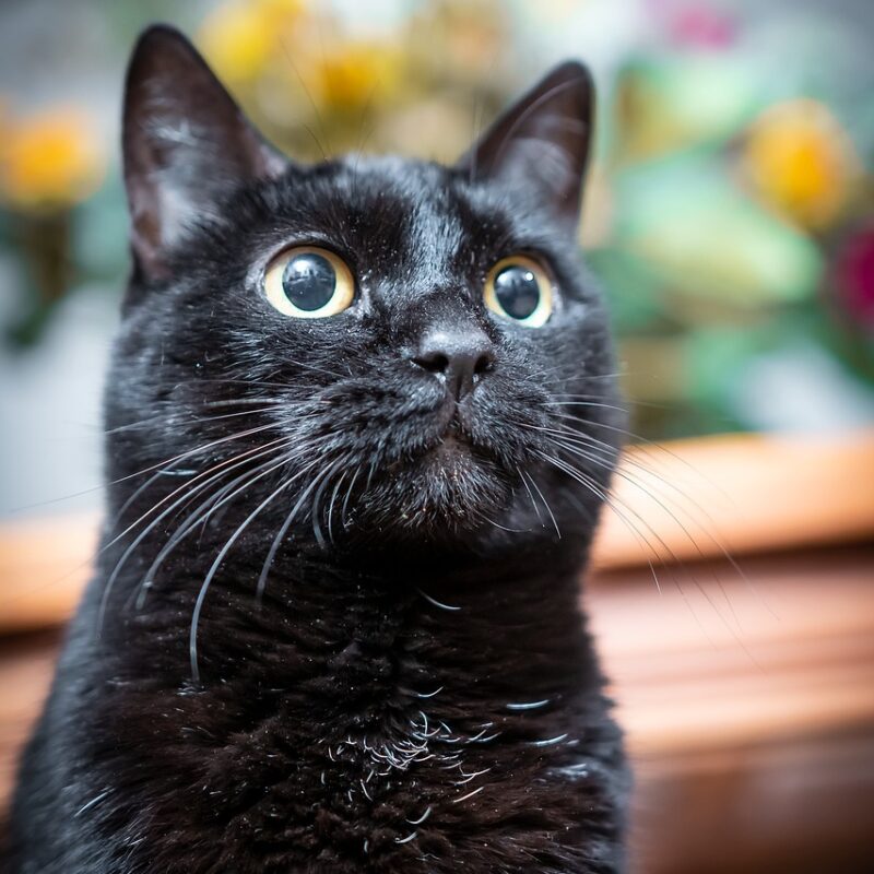 los gatos el animal que armoniza el hogar y el mundo secretos del ronroneo 1