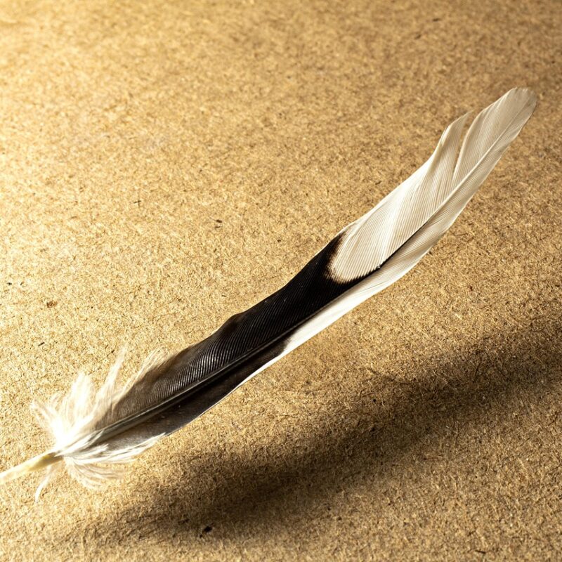 que significa encontrar plumas en tu camino segun los angeles 1