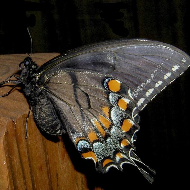 que significa ver mariposas negras el secreto de la mariposa negra 1