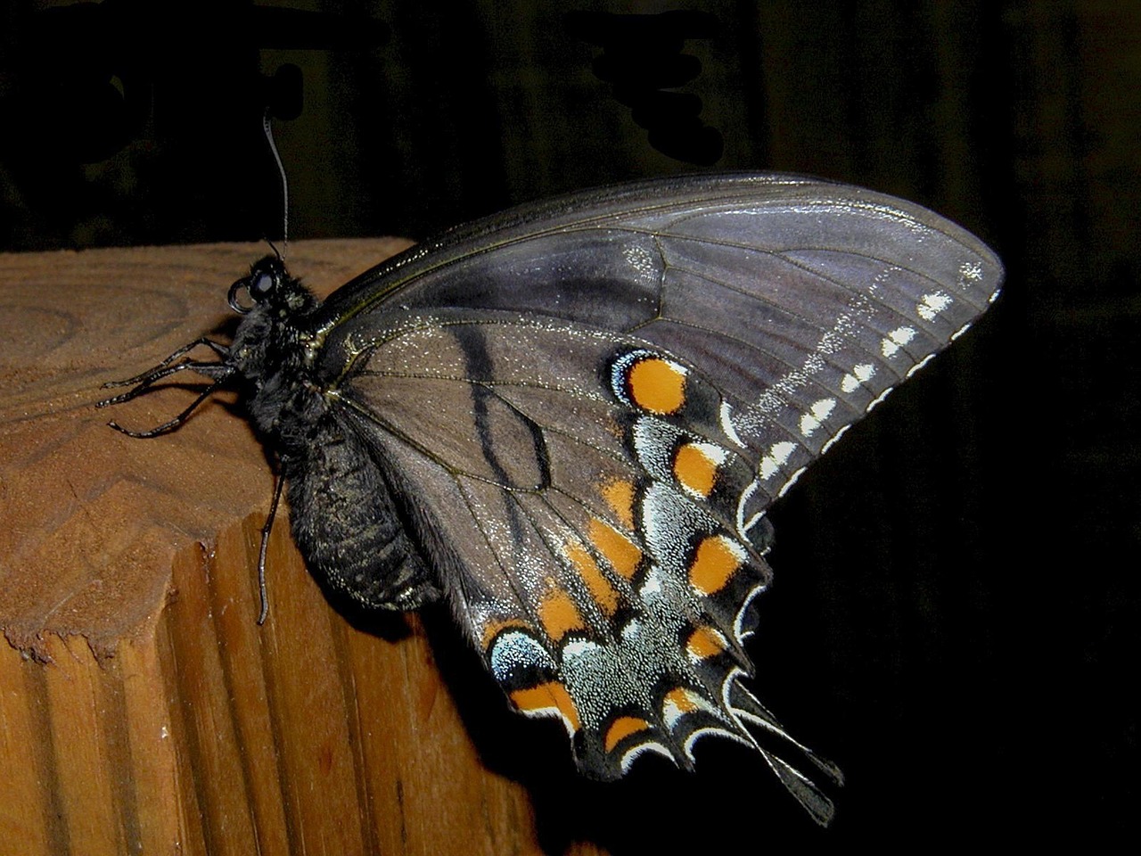 que significa ver mariposas negras el secreto de la mariposa negra 1