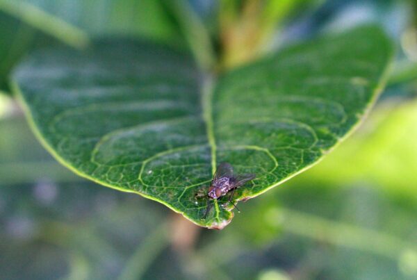 sonar con insectos plagas detalles molestos que ignoras en tu vida diaria 1
