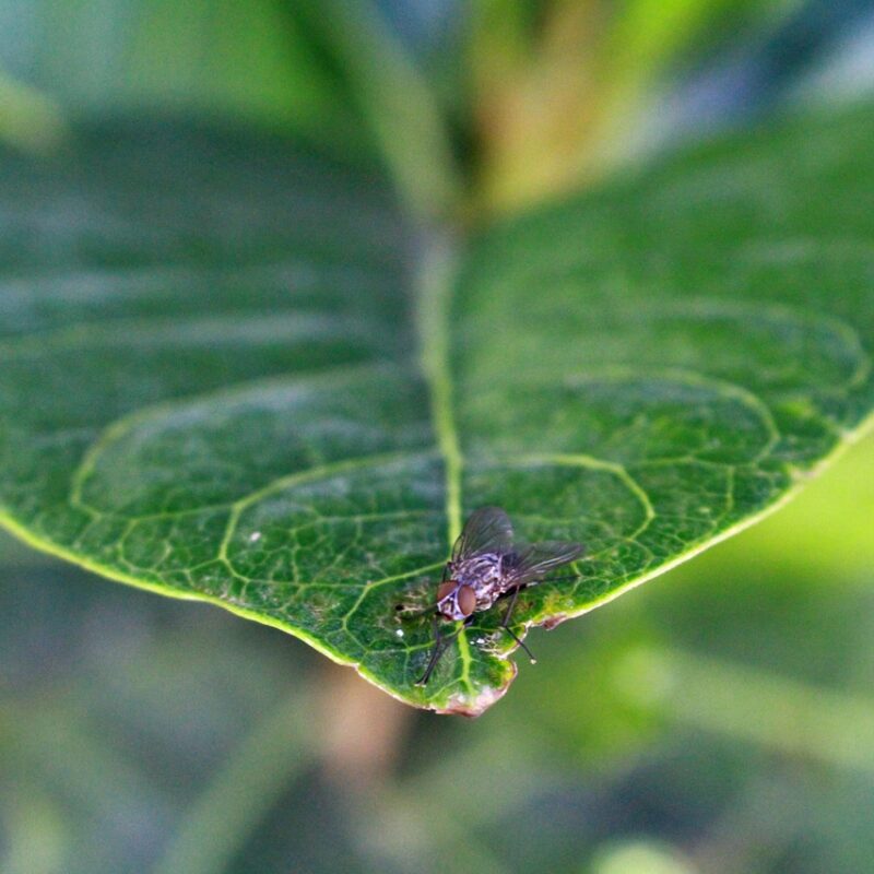 sonar con insectos plagas detalles molestos que ignoras en tu vida diaria 1