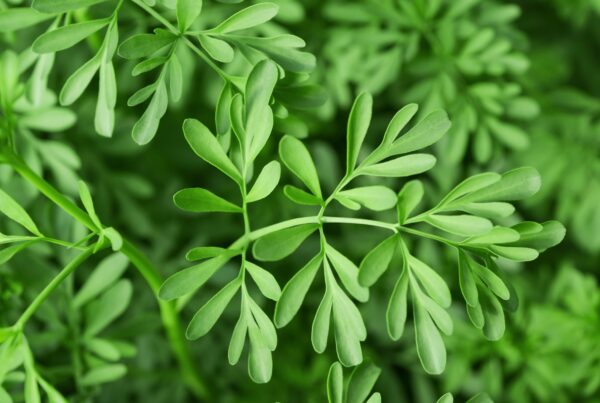 Ruda la Hierba Protectora Usos Propiedades y Precauciones