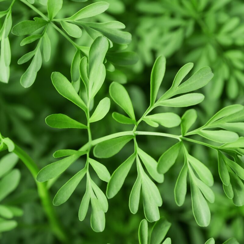 Ruda la Hierba Protectora Usos Propiedades y Precauciones