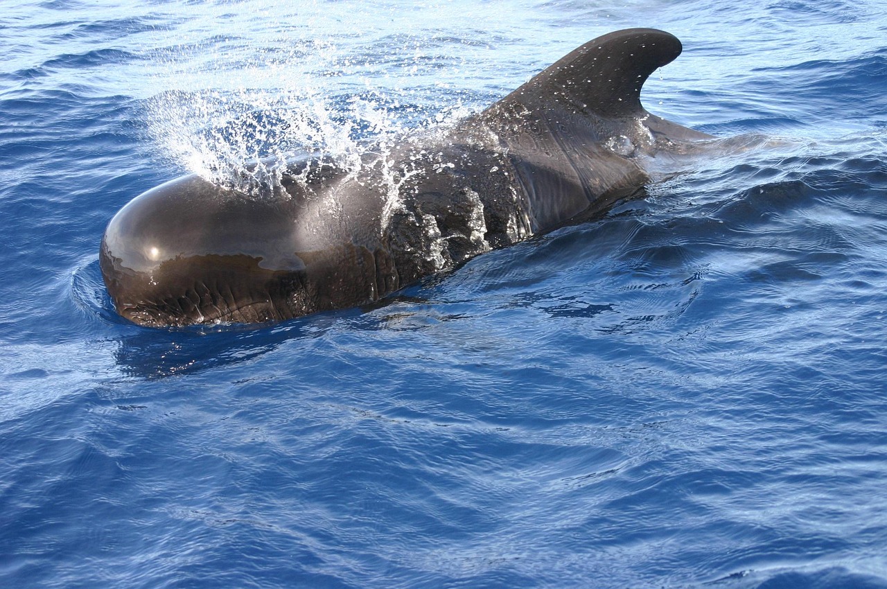 el silencio de las ballenas hoy no cantan desde las 333 am y los oceanografos estan preocupados 1