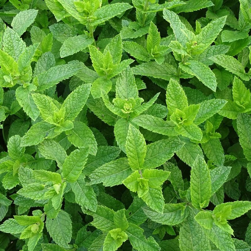 menta ayuda con la digestion alivia dolores de cabeza leves y tiene un efecto refrescante 1