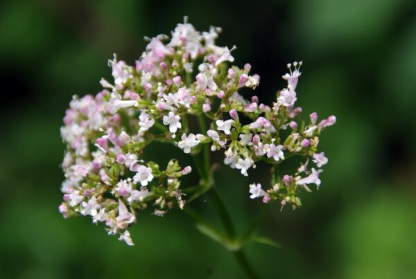 valeriana reduce la ansiedad y mejora la calidad del sueno 1