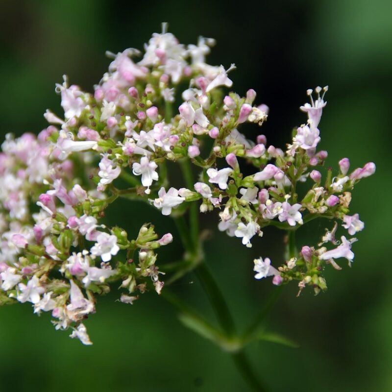 valeriana reduce la ansiedad y mejora la calidad del sueno 1