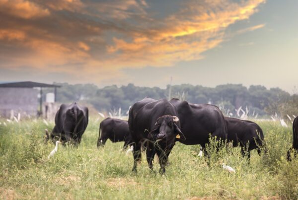 agenda 2030 impuesto a la emision de gases de las vacas buscan crear la tasa ambiental al metano 1