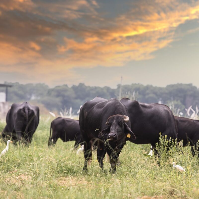 agenda 2030 impuesto a la emision de gases de las vacas buscan crear la tasa ambiental al metano 1