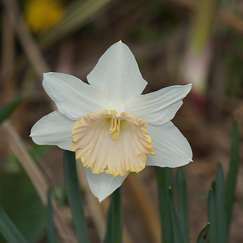 terapia con flores de bach que son las flores de bach y como actuan en el campo emocional 1